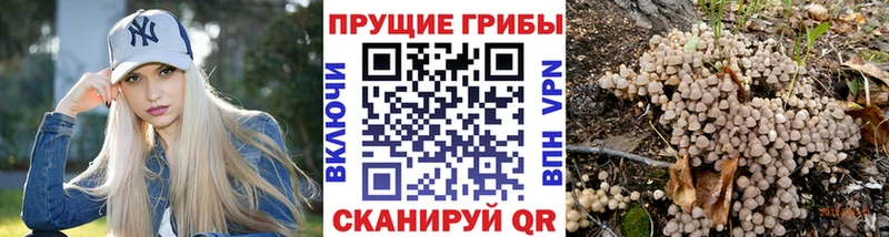 наркошоп  Володарск  Псилоцибиновые грибы мицелий 